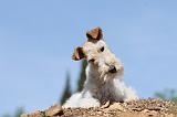 FOX TERRIER 238